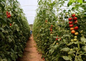 plantação de tomate em estufa dá dinheiro