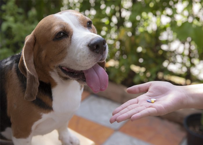 como montar uma farmácia veterinária