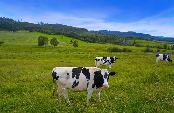 Negócio rural de formação de pastagens