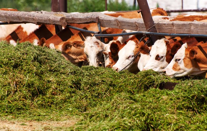 Negócio rural de produção de silagem