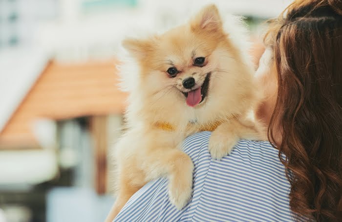 Dicas para montar uma creche animal