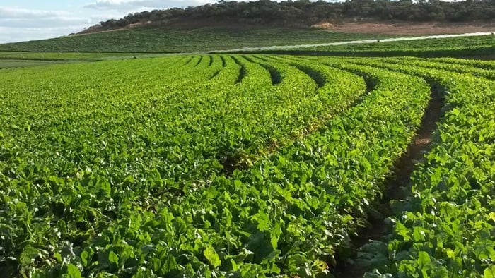 plantar-para-ganhar-dinheiro