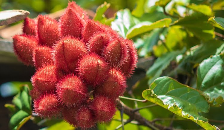 Como plantar urucum passo a passo