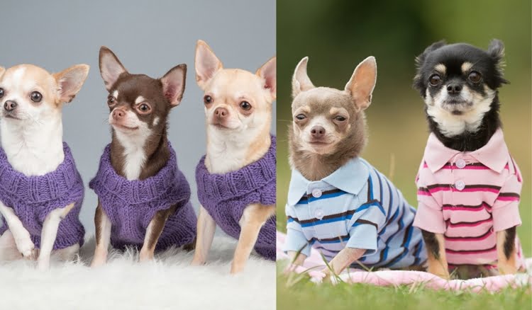 abrir uma confecção de roupas para cachorros