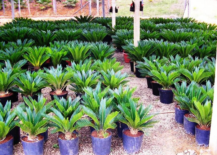 fazer mudas de plantas para vender