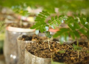 como fazer muda de plantas para vender