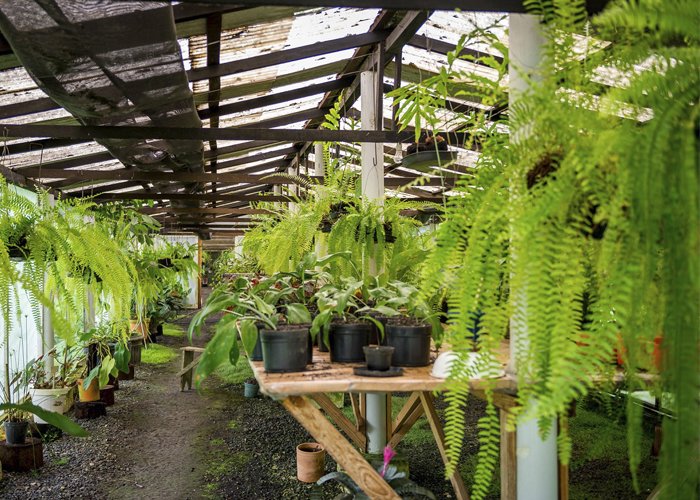 mudas de plantas para vender