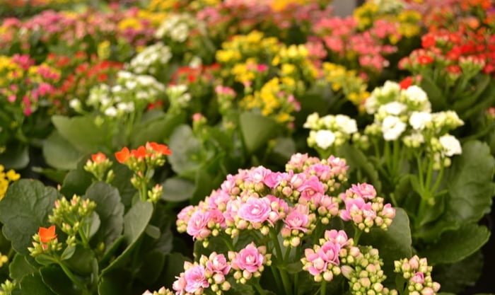 fornecedores de flores naturais