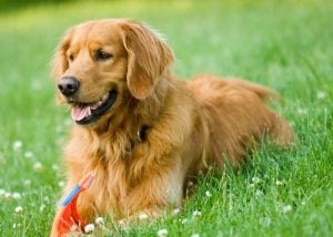 criar cachorros de raça dá dinheiro