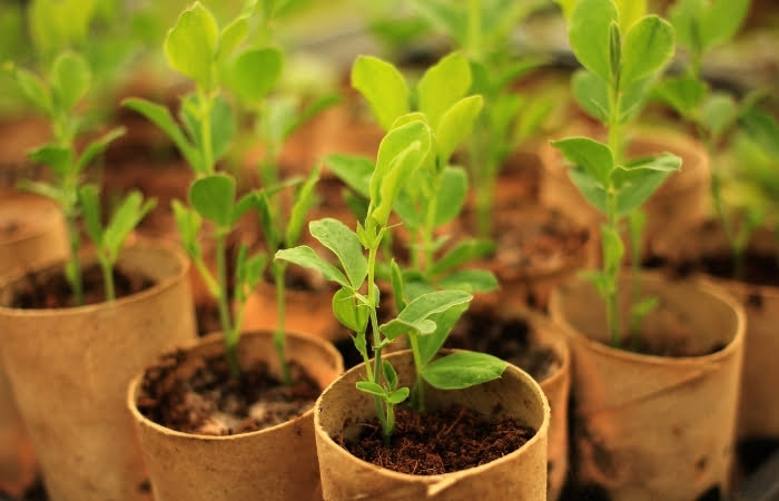 como fazer um viveiro de plantas