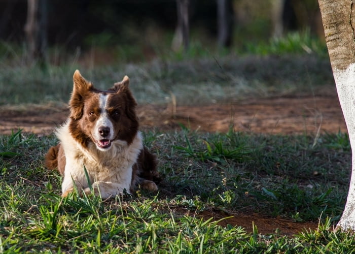 Quanto cobrar para cuidar de cachorro