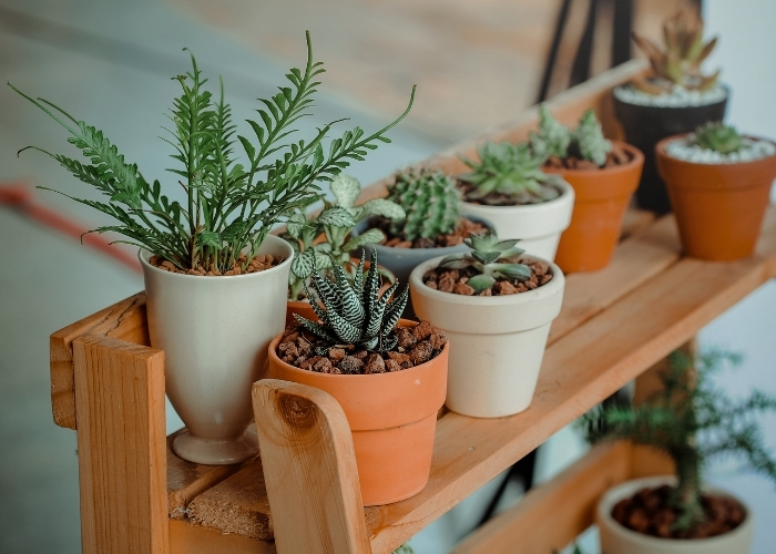 distribuidora de plantas