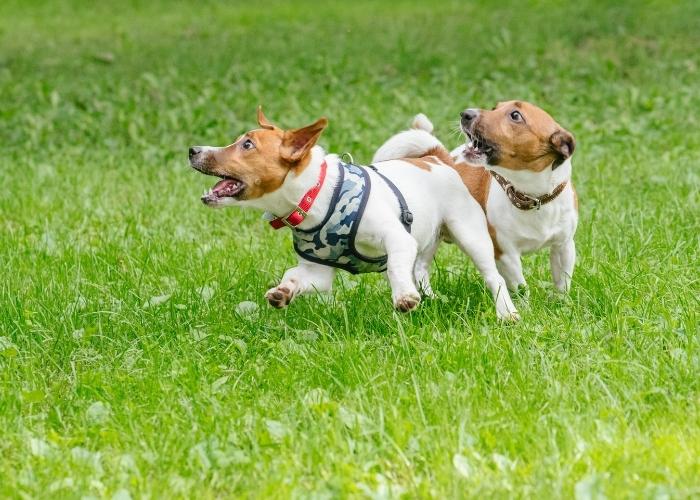 o que é necessário para abrir um hotel de cães