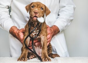 MEI pode vender medicamentos veterinários