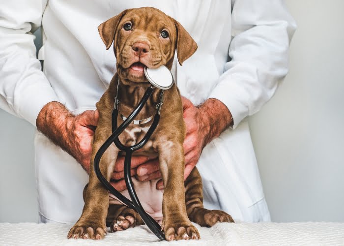 MEI pode vender medicamentos veterinários