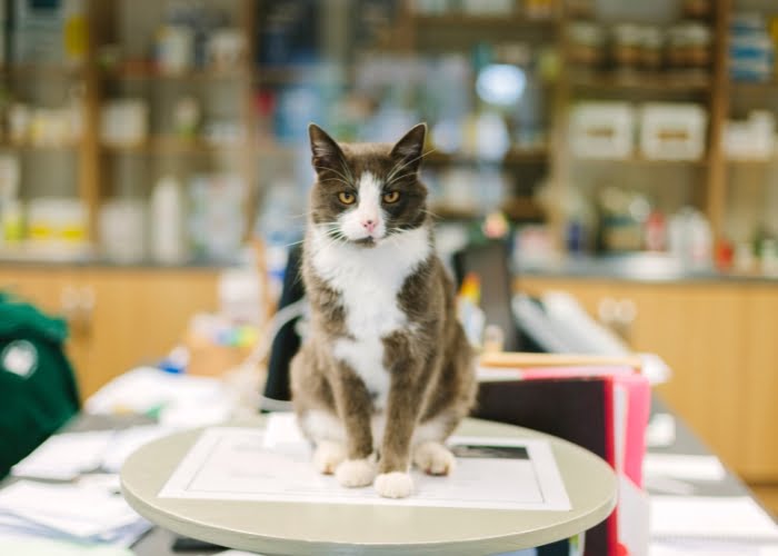 quem pode vender medicamentos para animais