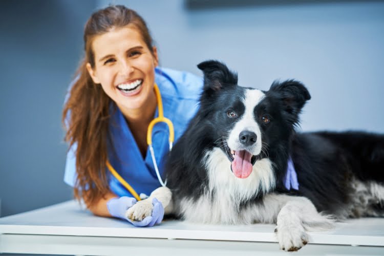 quanto ganha um dono de clínica veterinária