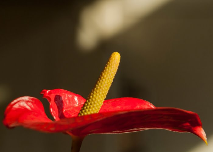 flores para o dia das mães