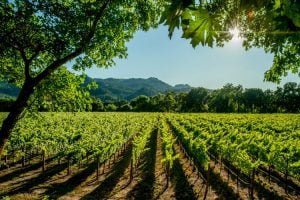 maiores produtores de vinho do Brasil