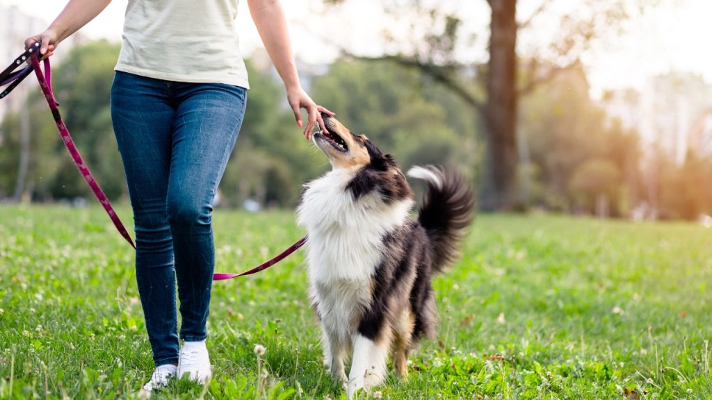 Quanto cobra um passeador de cães