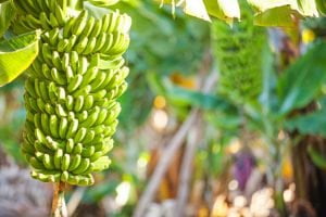 plantação de banana dá dinheiro