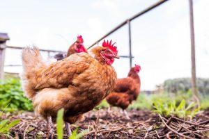 Granja Mantiqueira quer criar galinhas livres