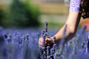 quanto rende um hectare de lavanda