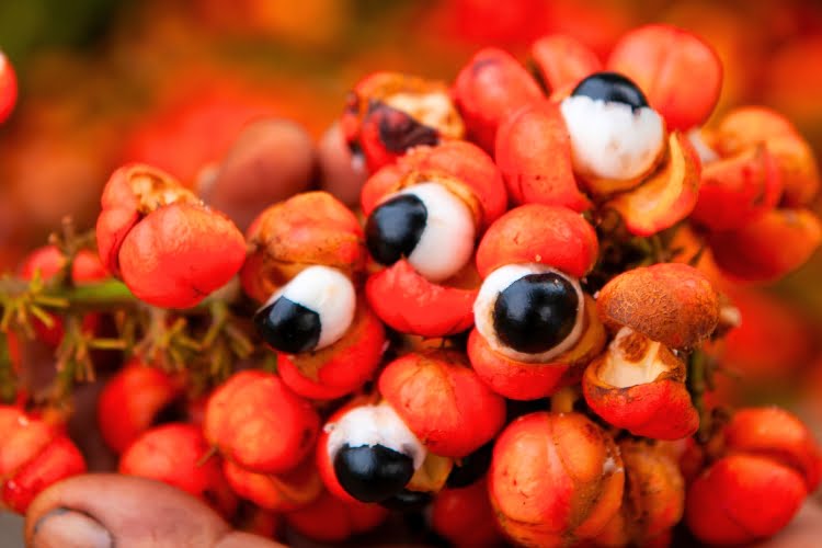 Quem é o criador do Guaraná Antarctica