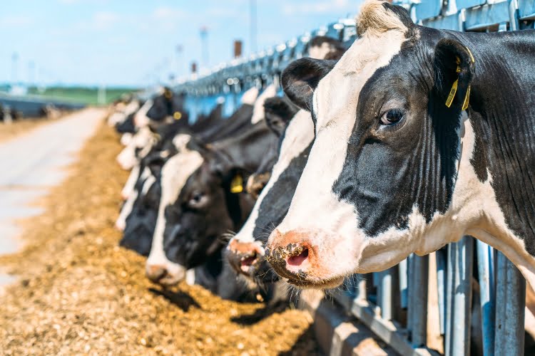 Bunge Alimentos